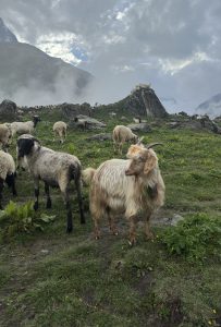 Sheep and goats graze on a lush, green hillside under a dramatic, cloudy sky. 