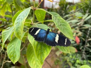 A vibrant blue butterfly perched delicately on a lush green leaf. The butterfly has striking black wings with bold, white markings that resemble stripes. The surrounding leaves are deep green, some with subtle textures and slight variations in color, creating a natural, serene backdrop.