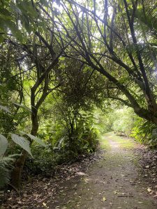A dirt trail through a tropical forest with green trees and sunlight filtering through the canopy.