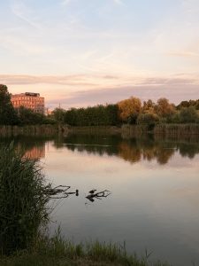 Calm lake reflecting trees and a colorful sunset sky with soft pink and golden clouds
