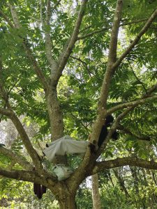 Person relaxing in a tree, lounging across two branches with light clothing and a backpack. 