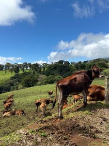 A group of brown and tan cows is grazing in a lush green pasture under a bright blue sky with scattered white clouds. In the foreground, one cow stands prominently, facing slightly towards the camera, while several others lie down or stand in the background.