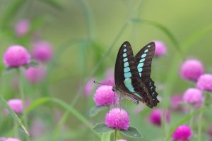 A stunning close-up photograph captures a beautiful butterfly called Common bluebottle perched delicately on a vibrant pink flower. The butterfly's wings are predominantly turquoise with intricate blue patterns and hints of red along the edges.
