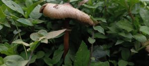 Large tan mushroom with a broad textured cap growing among dense green foliage.