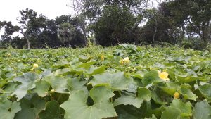 Green pumpkin leaves with small yellow flowers growing in a lush field.
