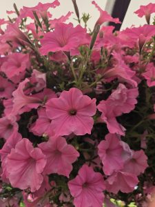 Cluster of bright pink petunias with trumpet-shaped blooms and dark centers, dense flowering with green foliage visible between the flowers.
