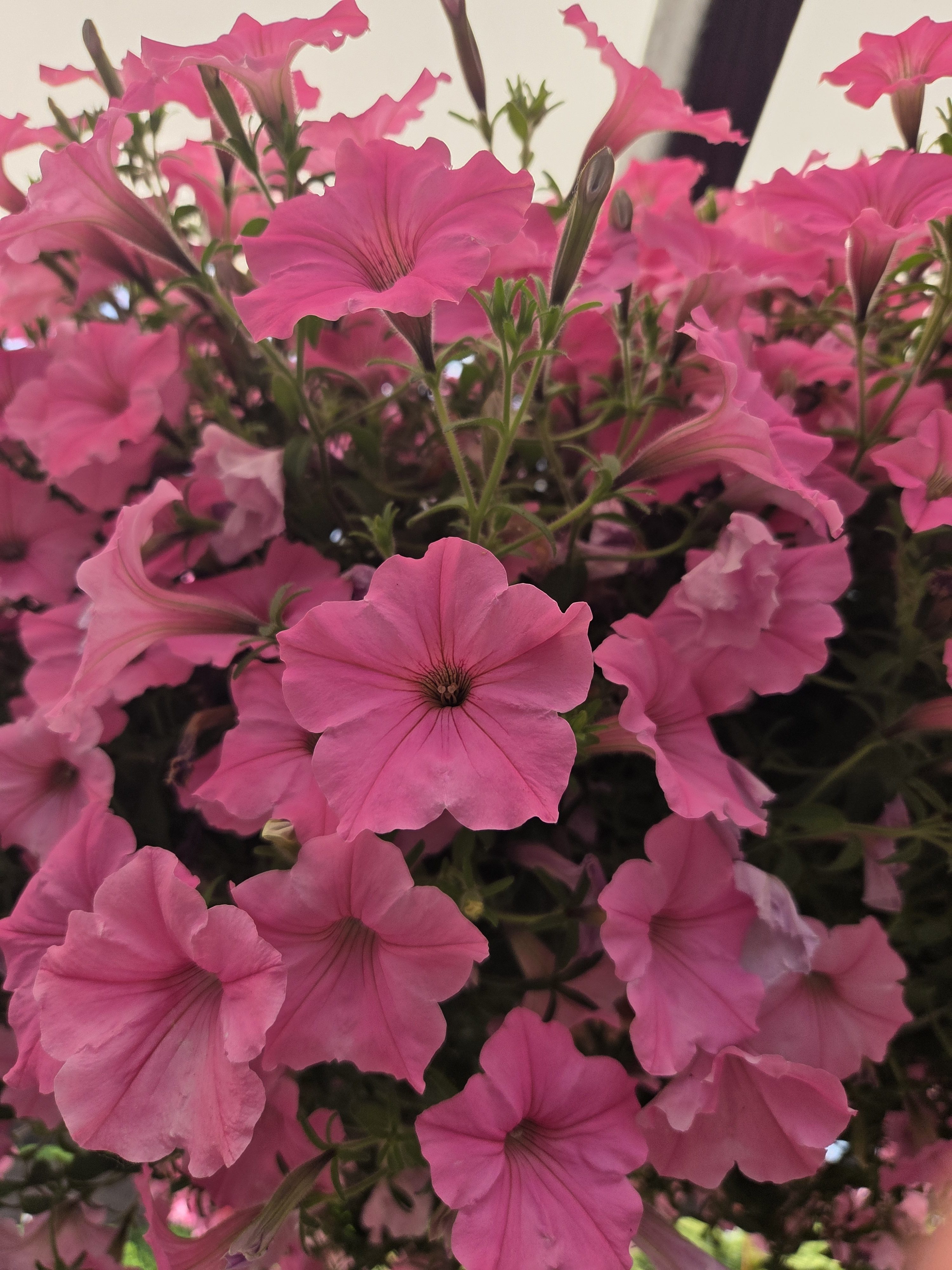 Cluster of bright pink petunias with trumpet-shaped blooms and dark centers, dense flowering with green foliage visible between the flowers.