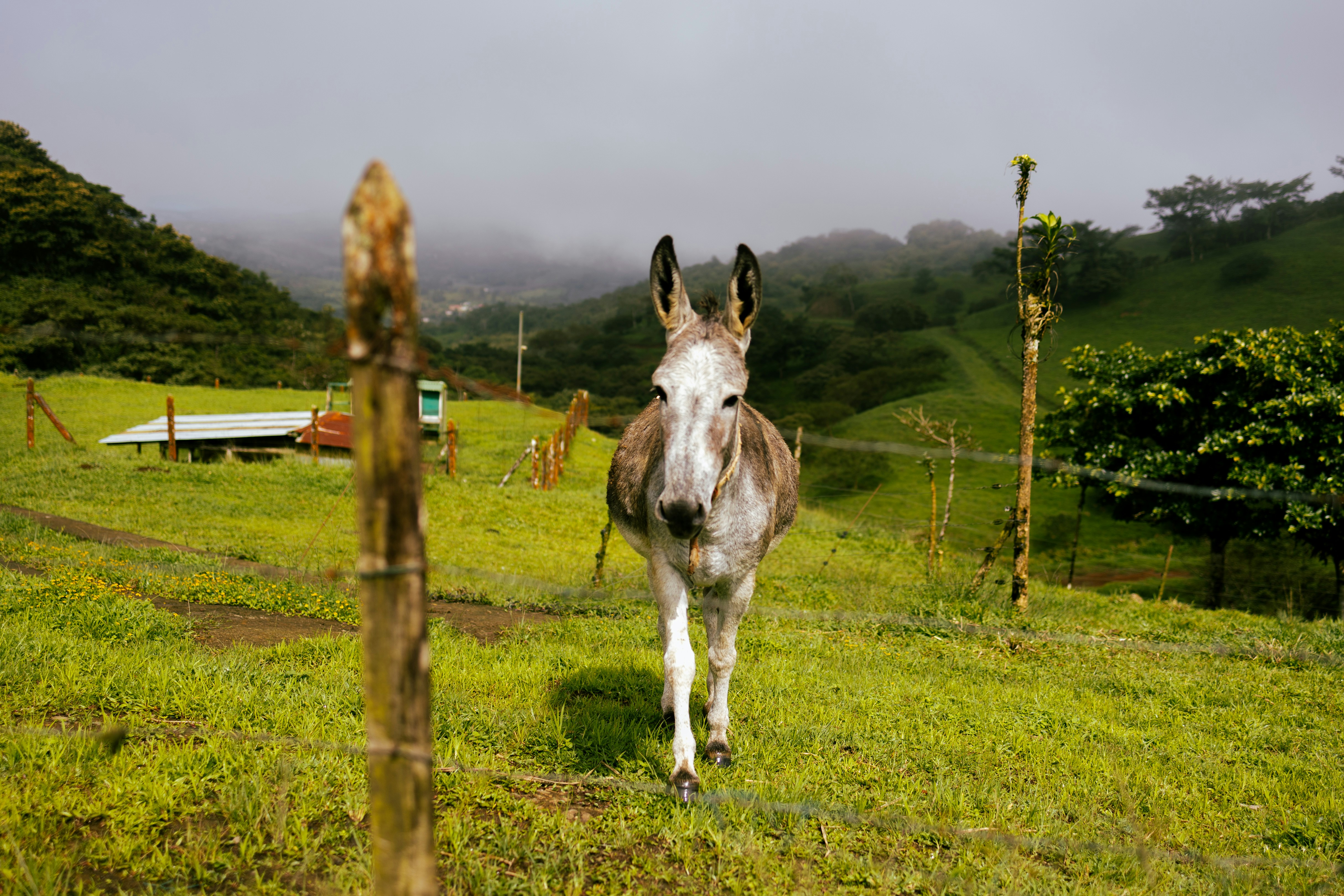 A gray donkey is standing in a lush green field, looking directly at the camer