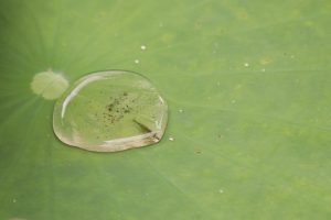 A close-up photograph captures a tiny shrink trapped inside a single water droplet on a vibrant green lotus leaf.
