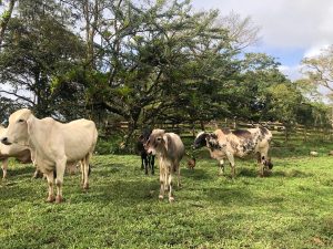 Cattle grazing on a grassy pasture surrounded by trees on a sunny day.
