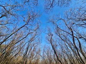 Leafless trees stretch high toward the clear blue sky, creating beautiful natural patterns with their branches. The upward view evokes a sense of peace and showcases the beauty of the forest. Captured in Pune, Maharashtra.