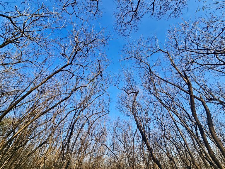 Leafless trees stretch high toward the clear blue sky, creating beautiful natural patterns with their branches. The upward view evokes a sense of peace and showcases the beauty of the forest. Captured in Pune, Maharashtra.