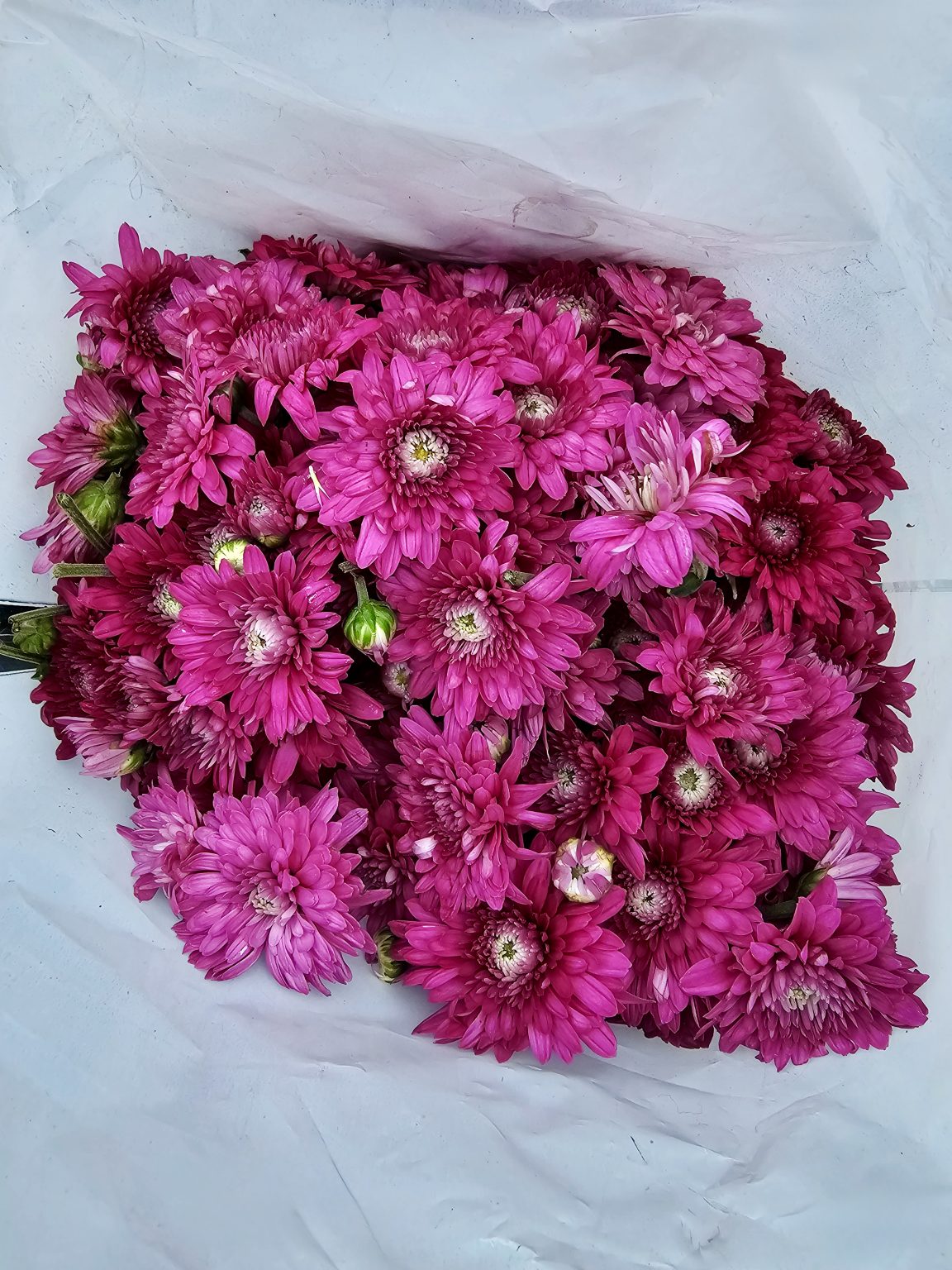 A collection of fresh pink chrysanthemum flowers is neatly arranged inside a white bag, showing their bright colors and soft petals. The close-up highlights the beauty and freshness of the flowers sold at the market. Captured in K R Market, Bengaluru, Karnataka.