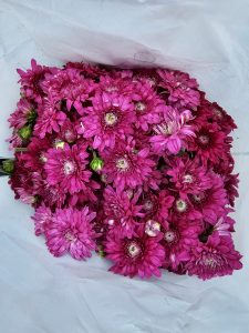 A collection of fresh pink chrysanthemum flowers is neatly arranged inside a white bag, showing their bright colors and soft petals. The close-up highlights the beauty and freshness of the flowers sold at the market. Captured in K R Market, Bengaluru, Karnataka.