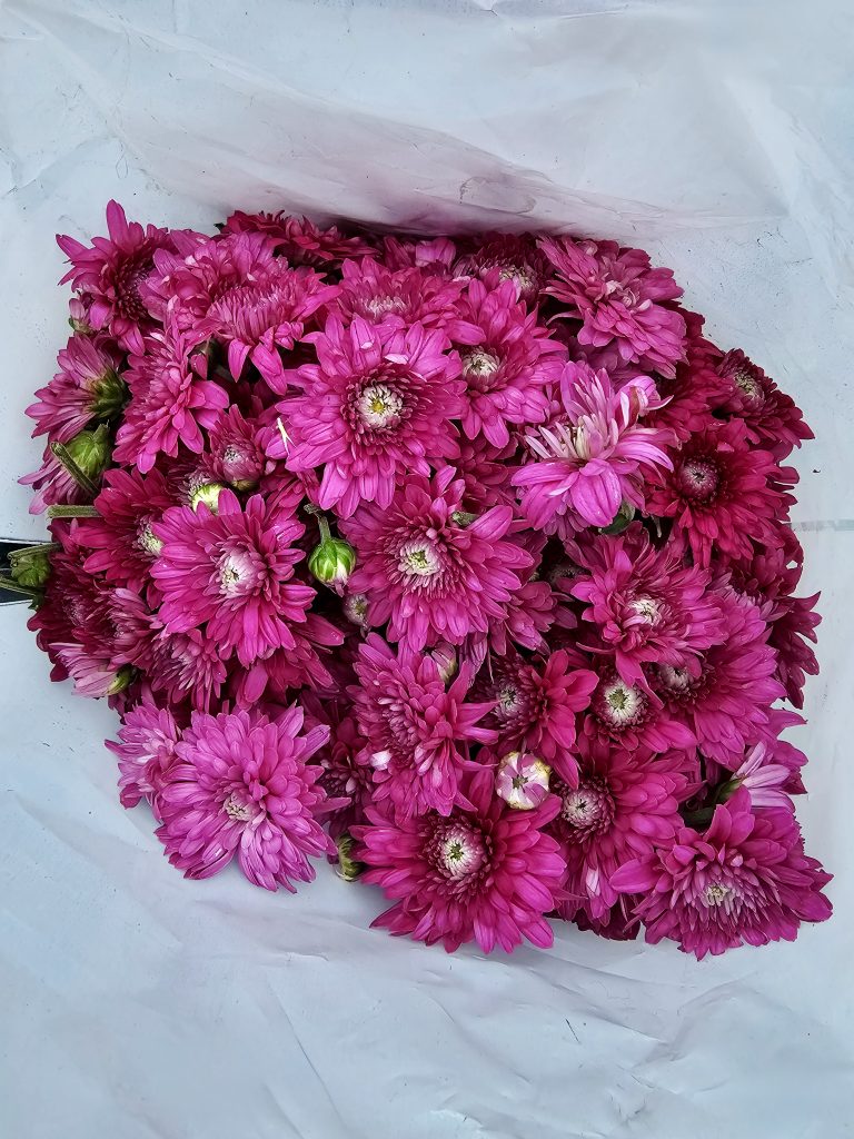 A collection of fresh pink chrysanthemum flowers is neatly arranged inside a white bag, showing their bright colors and soft petals. The close-up highlights the beauty and freshness of the flowers sold at the market. Captured in K R Market, Bengaluru, Karnataka.