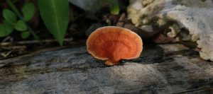 Single orange cup-shaped fungus growing on weathered wood beside green leaves.