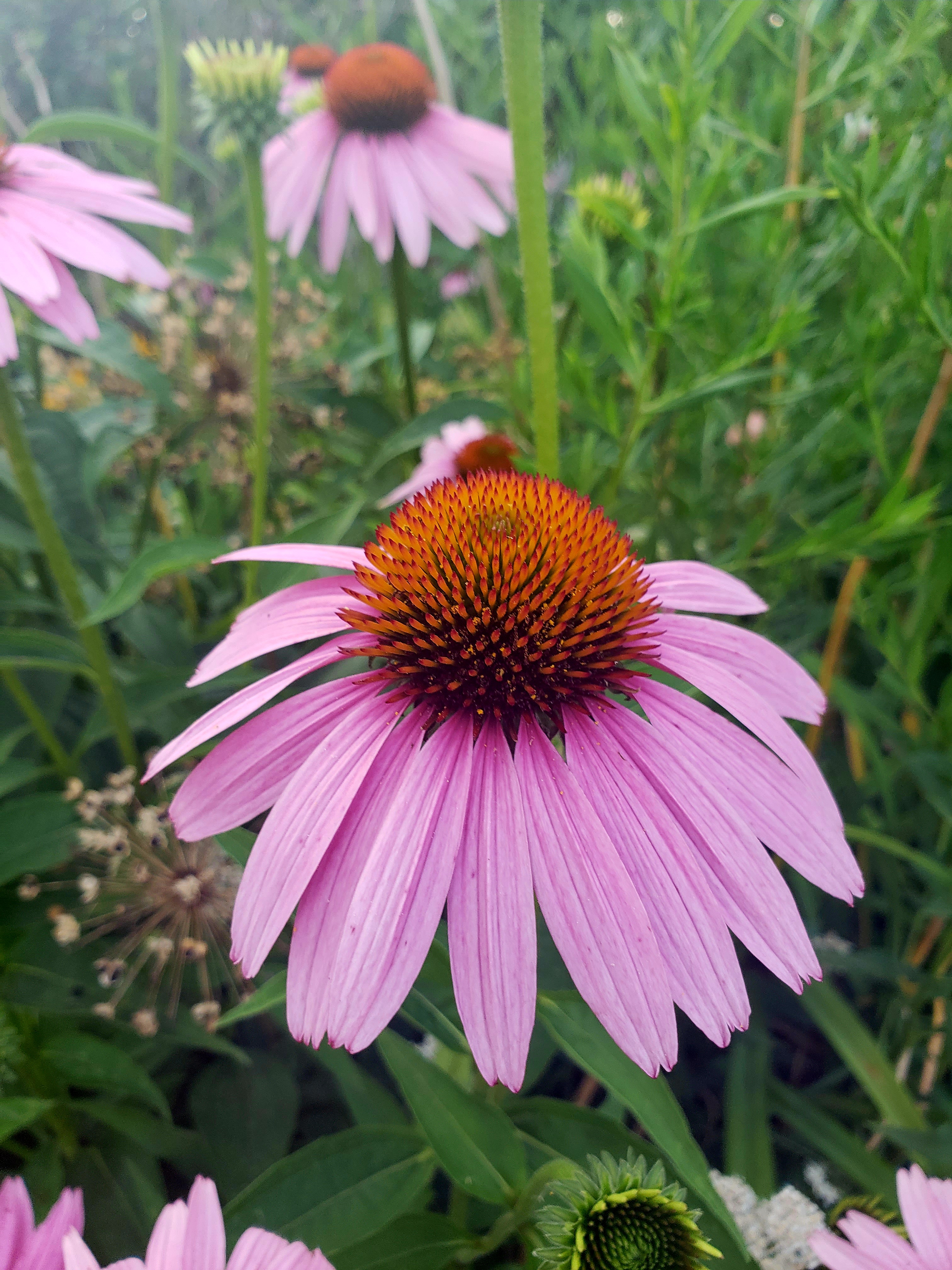 A purple coneflower in bloom with pink petals and an orange center, surrounded by green leaves.