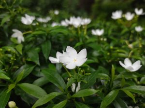 A close-up shot of small, five-petaled white Crape Jasmine (Togar) flowers with yellow centers blooming amidst dense green leaves, with other white flowers softly blurred in the background.