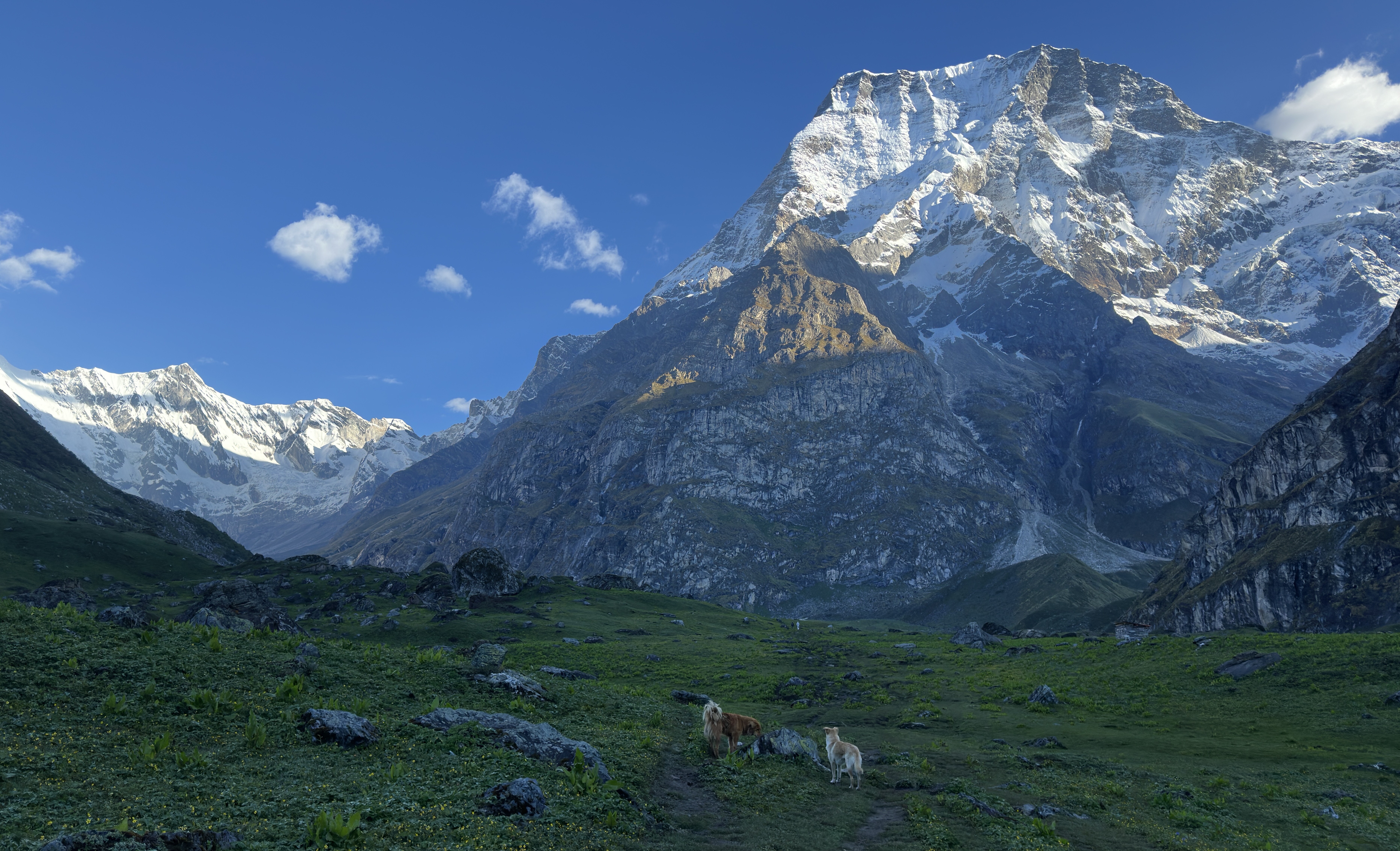 A serene mountain landscape under a clear blue sky, with snow-capped peaks and lush green grass. Two goats wander on a trail in the foreground.
