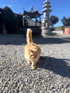 An orange colored cat walking towards the camera. It’s on gray gravel, and in the background, out of focus, are some religious buildings.
