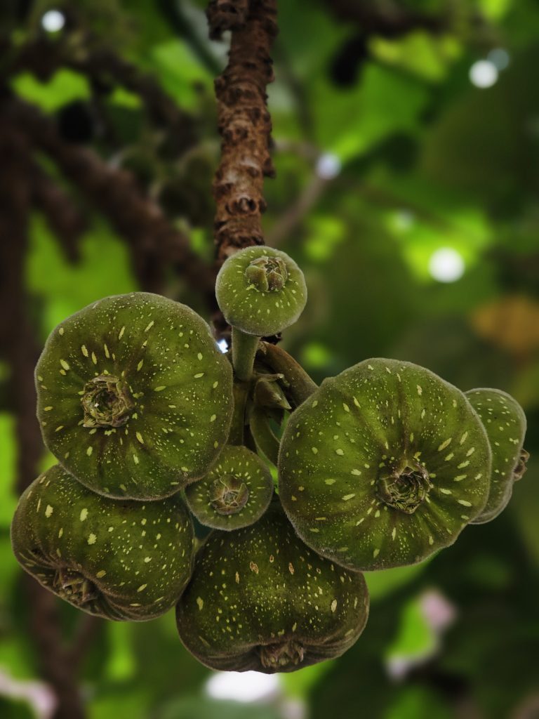 A cluster of young green Ficus auriculata figs grows directly from the tree trunk, showing their unique shape and natural patterns. The blurred background keeps the focus on the fresh fruit. Captured in Nadakkavu, Kozhikode. It is commonly known as the Roxburgh fig and the elephant ear tree.