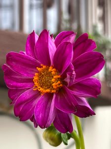 A vibrant pink flower with a wide-open bloom, showcasing a mix of dark and lighter petals. The petals are smooth and slightly curved, radiating outward from a central cluster of orange stamen. The flower is surrounded by green foliage, and there is a small, unopened bud nearby, suggesting new growth. In the background, there are hints of blurred sh
