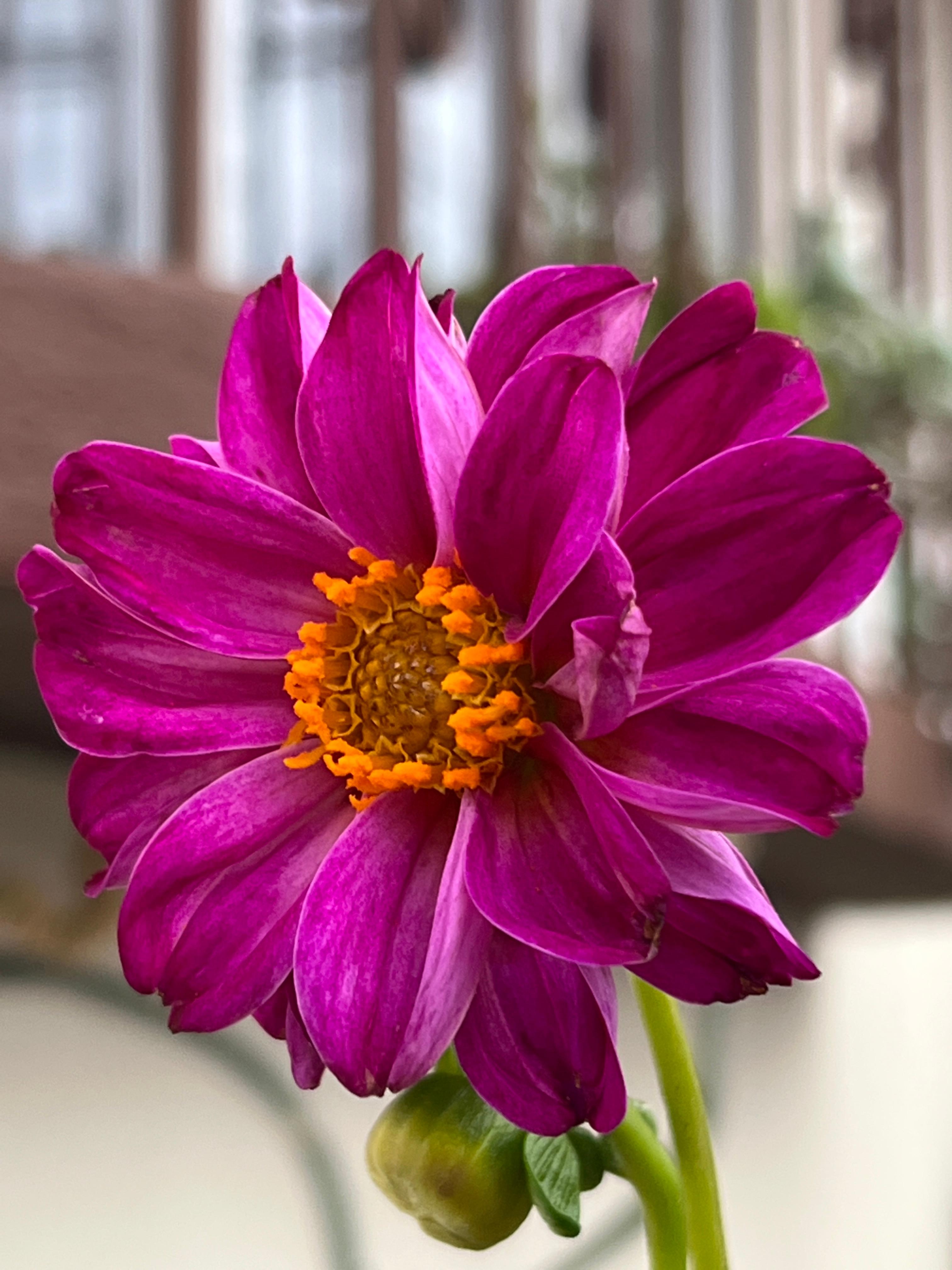 A vibrant pink flower with a wide-open bloom, showcasing a mix of dark and lighter petals. The petals are smooth and slightly curved, radiating outward from a central cluster of orange stamen. The flower is surrounded by green foliage, and there is a small, unopened bud nearby, suggesting new growth. In the background, there are hints of blurred sh