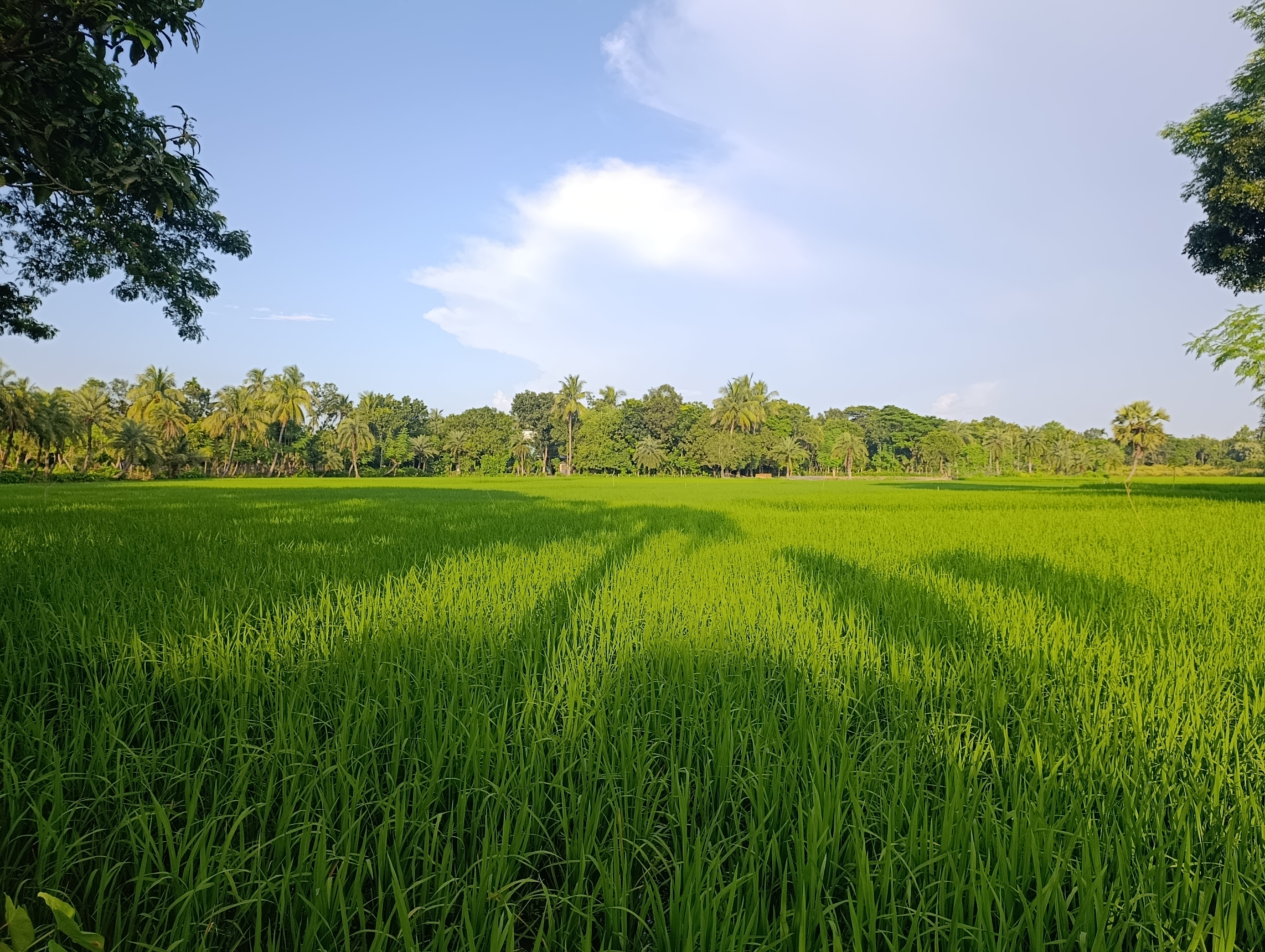 Land rice place with blue sky . This place is Satkhira district in Bangladesh.