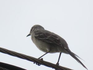 A small gray bird perches on a wire against a cloudy white sky.