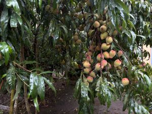 Wide view of a peach tree heavily covered with clusters of ripening fruit, surrounded by long, rain-soaked green leaves in a lush tropical garden.
