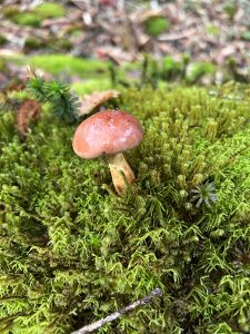 Wild red mushroom growing on green moss, forest floor macro shot