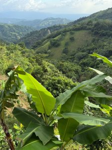 Lush green hills with banana plants and dense trees.