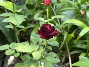 Close-up of a dark red rose blooming among green leaves in a garden setting.
