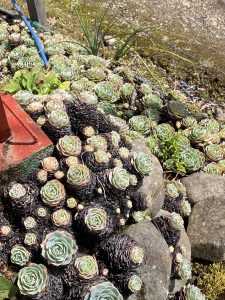 An overhead view of rosette-shaped succulent plants in shades of green and pink growing densely over rocky ground, with a red tool and blue hose visible at the edges.
