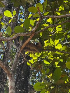 A sloth resting on a tree branch surrounded by lush green leaves and dappled sunlight. 
