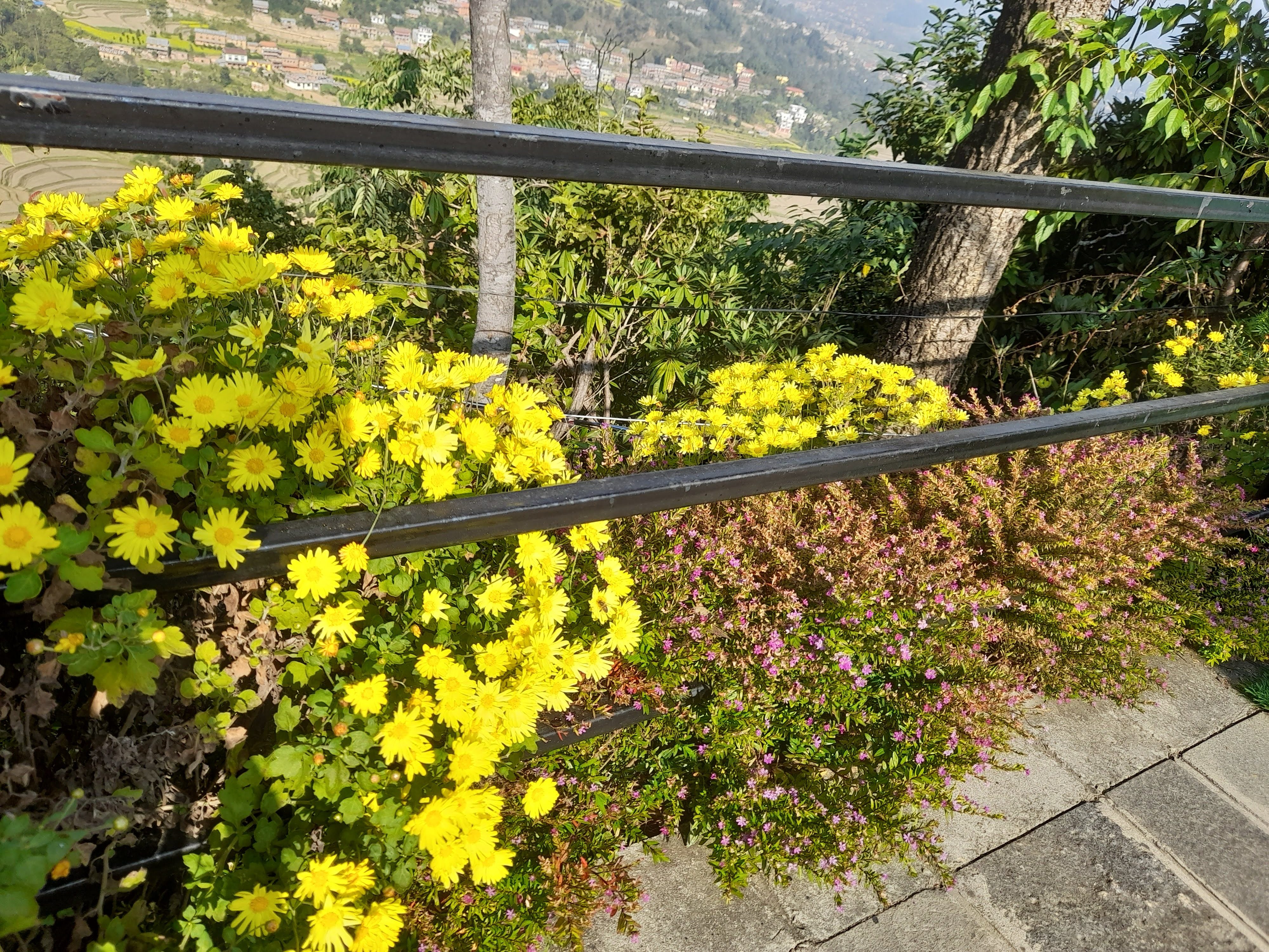 Bright yellow Chrysanthemum (Godawari) Flowers blooms along a black metal railing beside green foliage and pink plants. Stone paving leads to a scenic view of distant hills, houses, and lush greenery under a sunny sky.