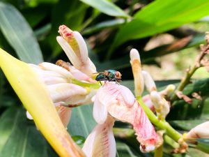 A close-up of a green fly resting on a pink and white flower surrounded by lush green foliage.
