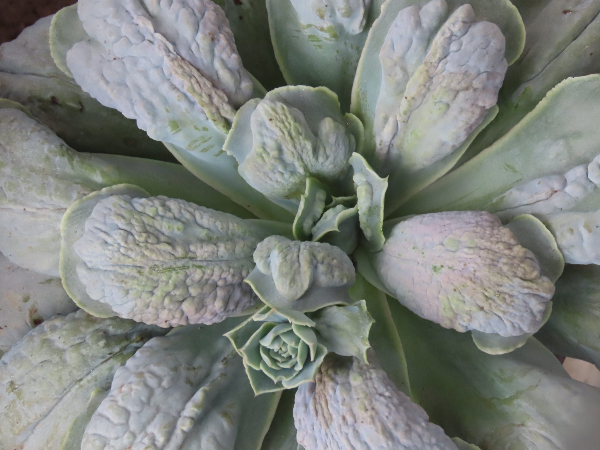 Суккулентное растение Echeveria White Castle.