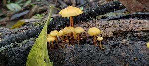 Cluster of small yellow mushrooms growing among dark decaying wood and fallen leaves.