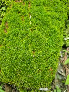 A photo containing a patch of moss.