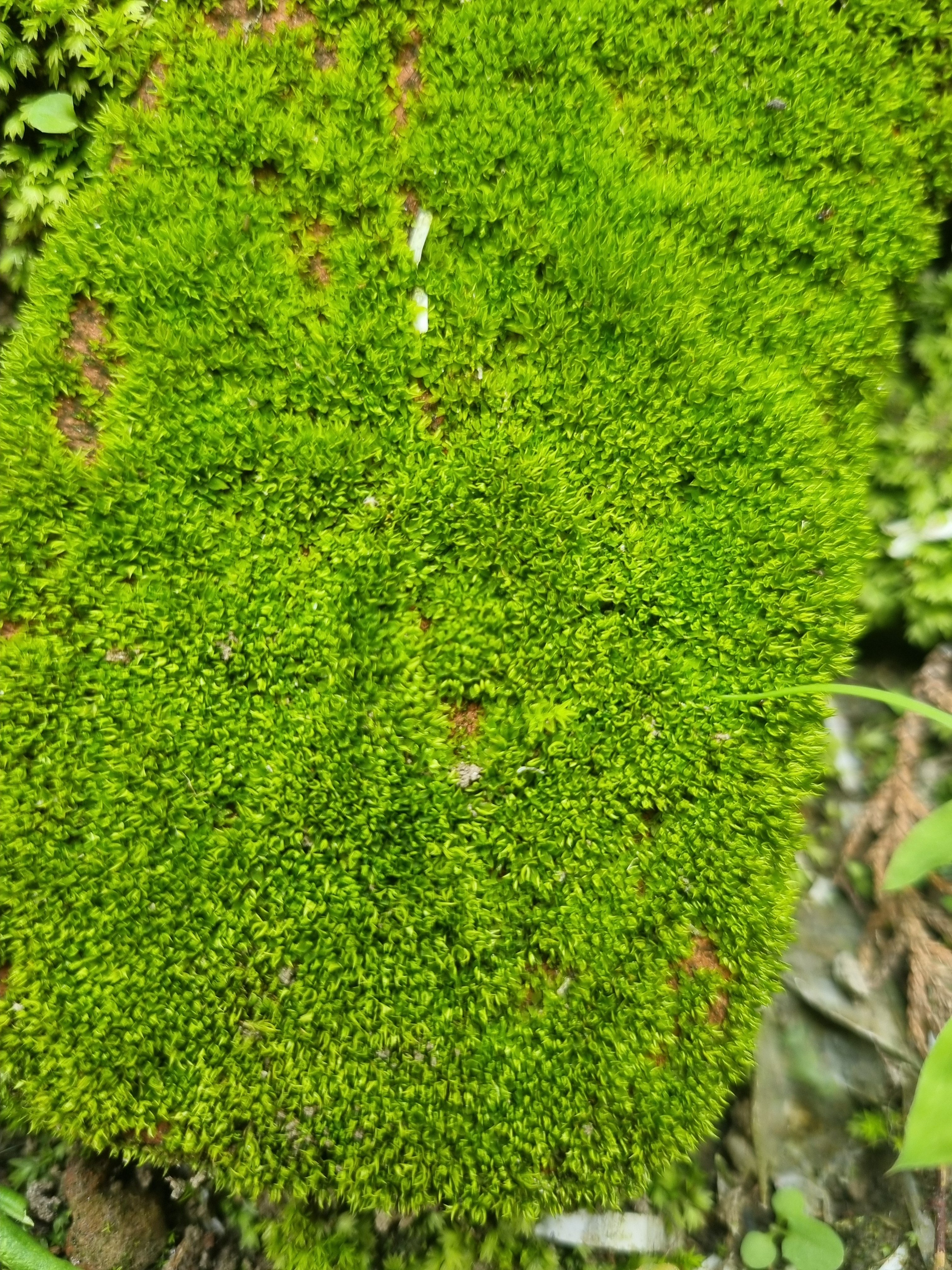 A photo containing a patch of moss.