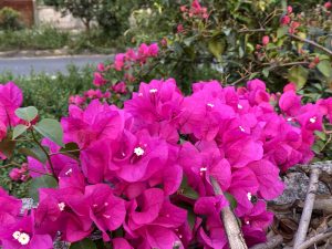 A vibrant cluster of bright pink bougainvillea flowers blooming over a concrete wall.
