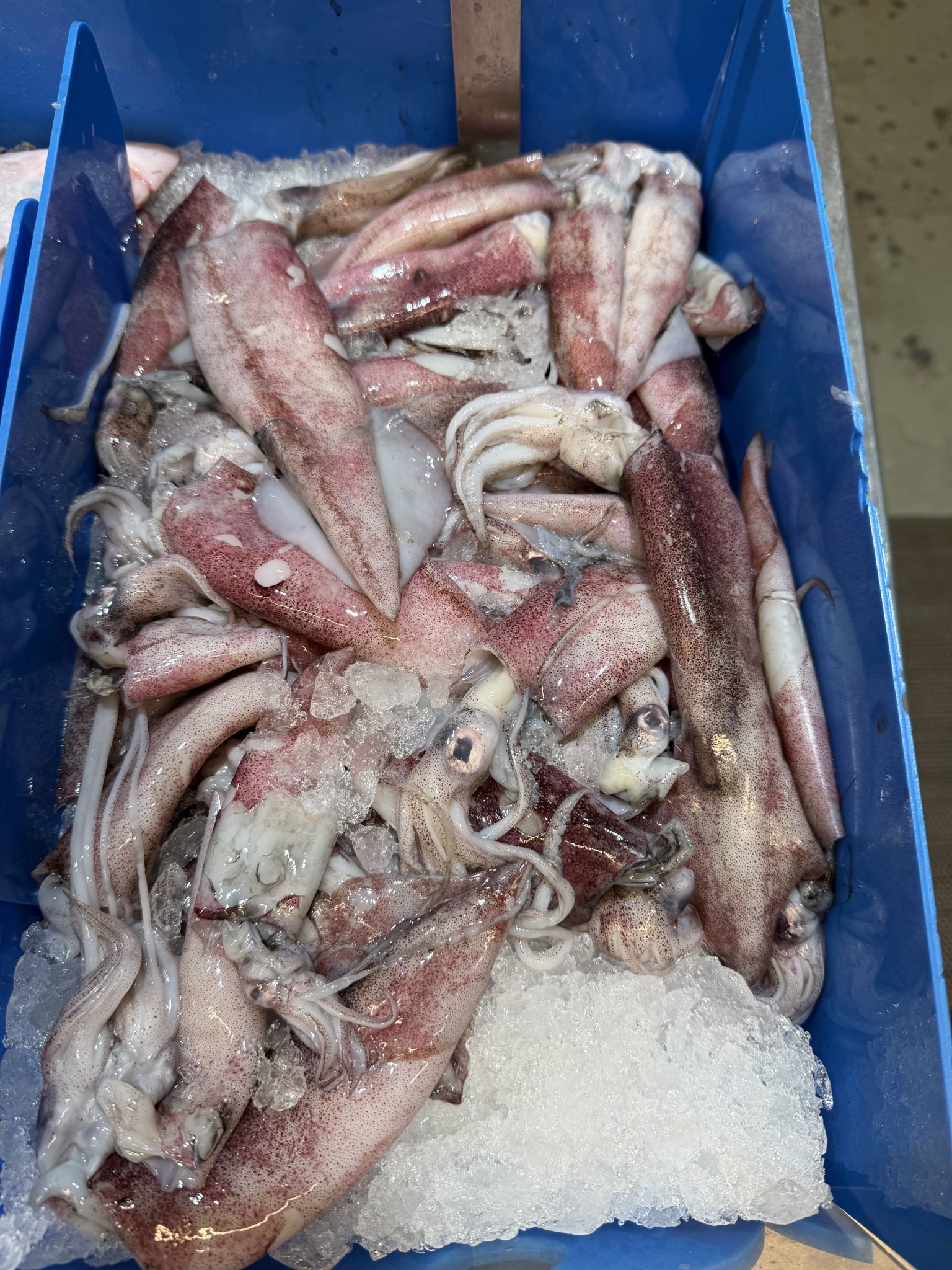 Fresh squid packed on ice