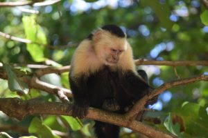 
Monkey sitting on a tree branch surrounded by green leaves.