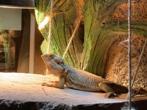 A brown spiky lizard resting on a wooden surface inside a natural-style habitat.