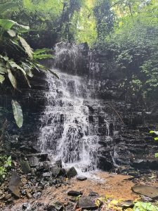 Waterfall flowing over rocks into a clear pool surrounded by lush green trees and plants.