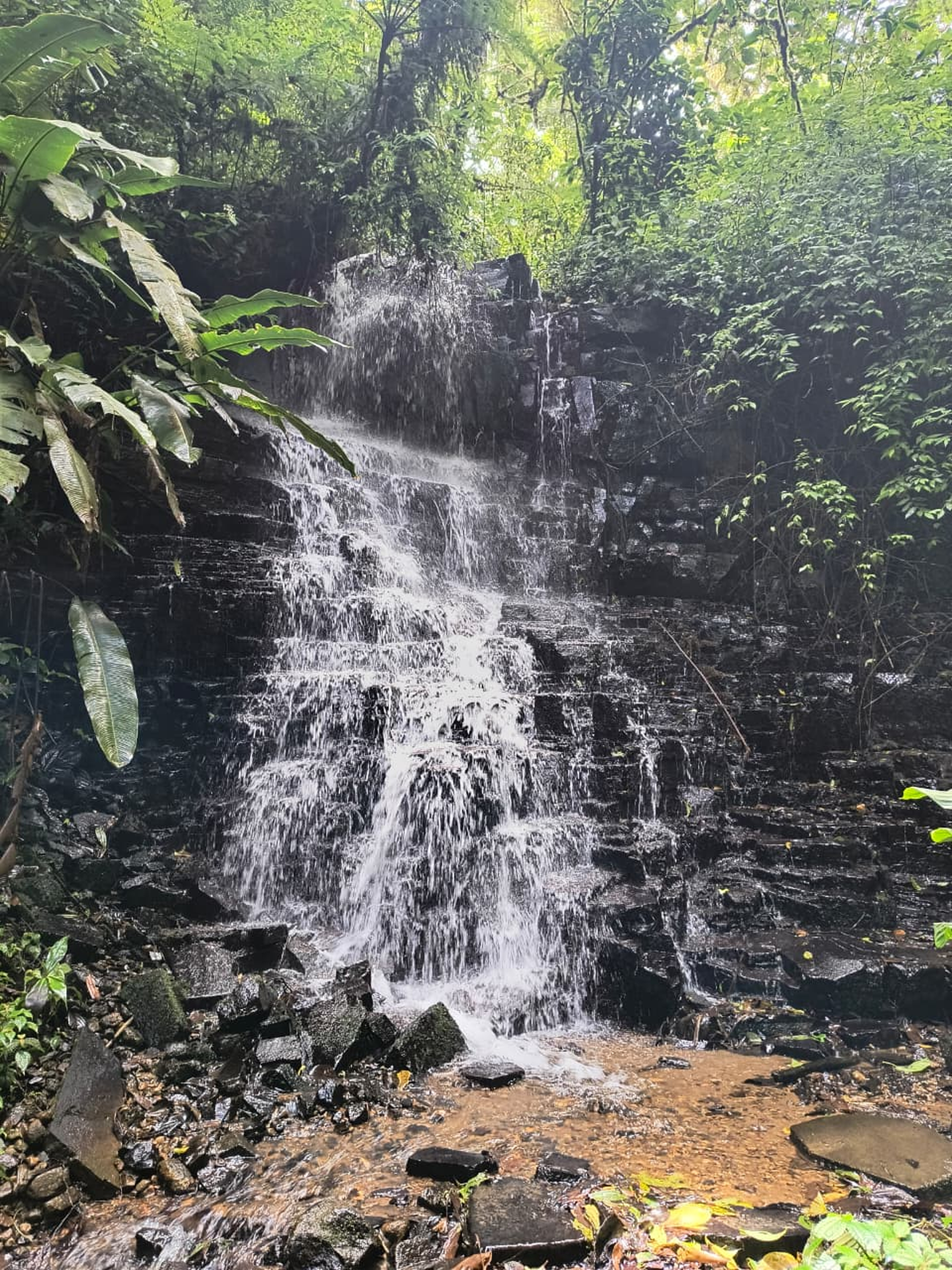 Waterfall flowing over rocks into a clear pool surrounded by lush green trees and plants.