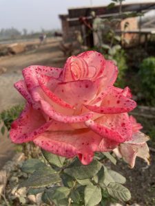 Close-up of a pink rose with red-speckled petals surrounded by green leaves.
