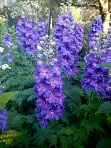 A cluster of delphiniums in full bloom with tall spikes of violet-blue flowers featuring white centers. Each stem is densely covered with delicate blossoms, surrounded by lush green leaves, creating an elegant and colorful garden display.