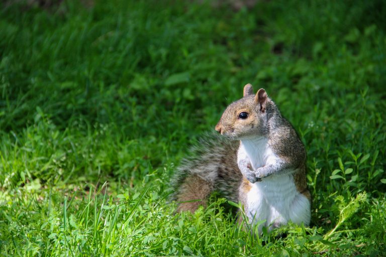 A closeup of a squirrel, bathed in sunlight, sitting in the grass on its haunches